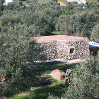 Le liama parmi les oliviers