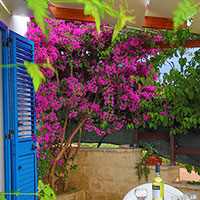 Coin repas et bougainvillier
